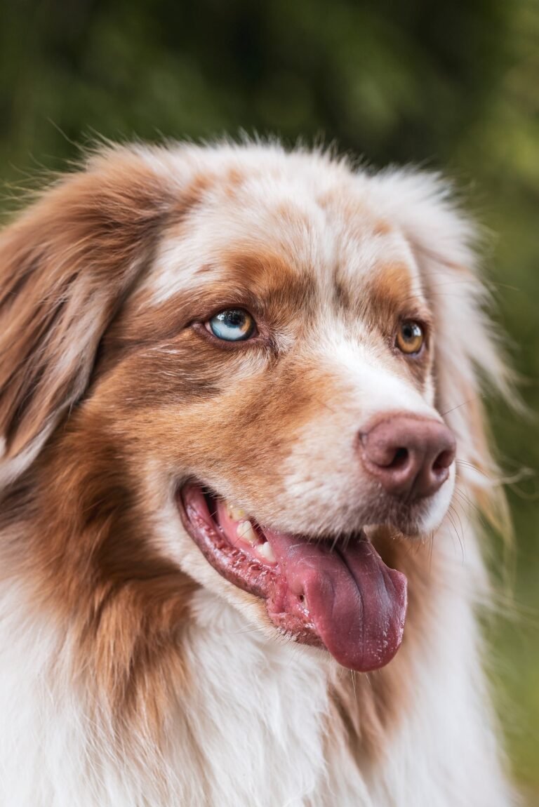 dogs fff